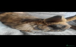 Mixed Breed rabbits for sale: Rabbit - Image 1