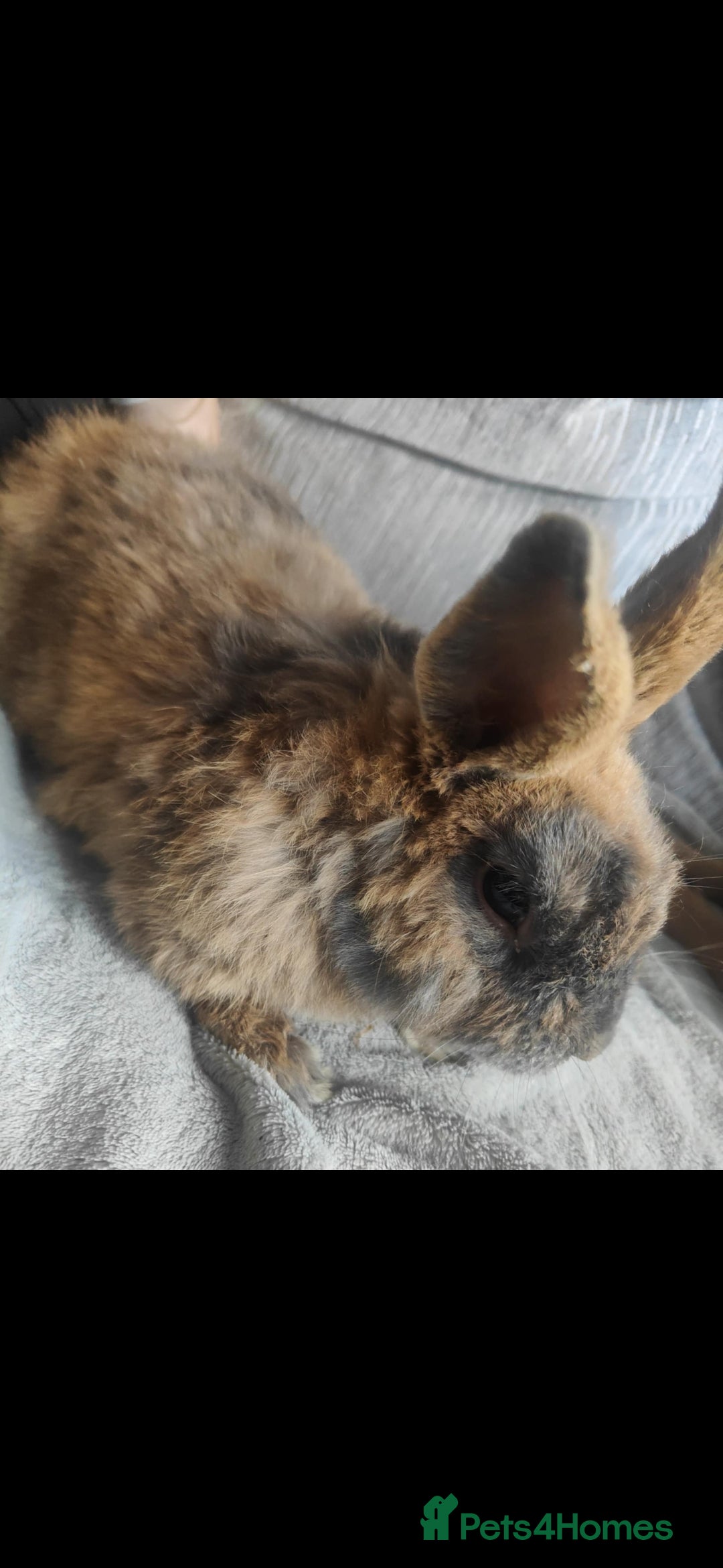 Mixed Breed rabbits for sale: Rabbit - Image 1