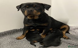 Rottweiler dogs for sale: 🐾🖤 Adorable Rottweiler Puppies for Sale! 🐶💕 - Image 5