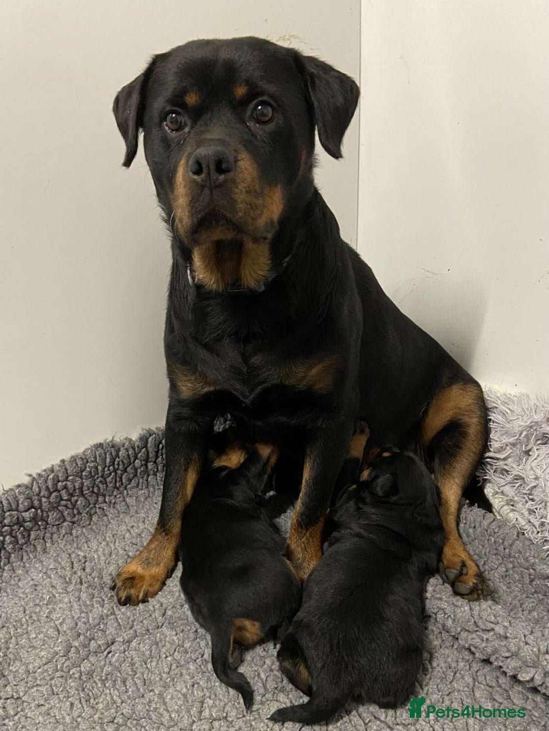 Rottweiler dogs for sale: 🐾🖤 Adorable Rottweiler Puppies for Sale! 🐶💕 - Image 5