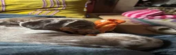 Miniature Dachshund dogs for sale: David needs a home - Advert 11