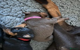 Dobermann dogs for sale: Outstanding KC Reg Dobermann puppies - Image 7