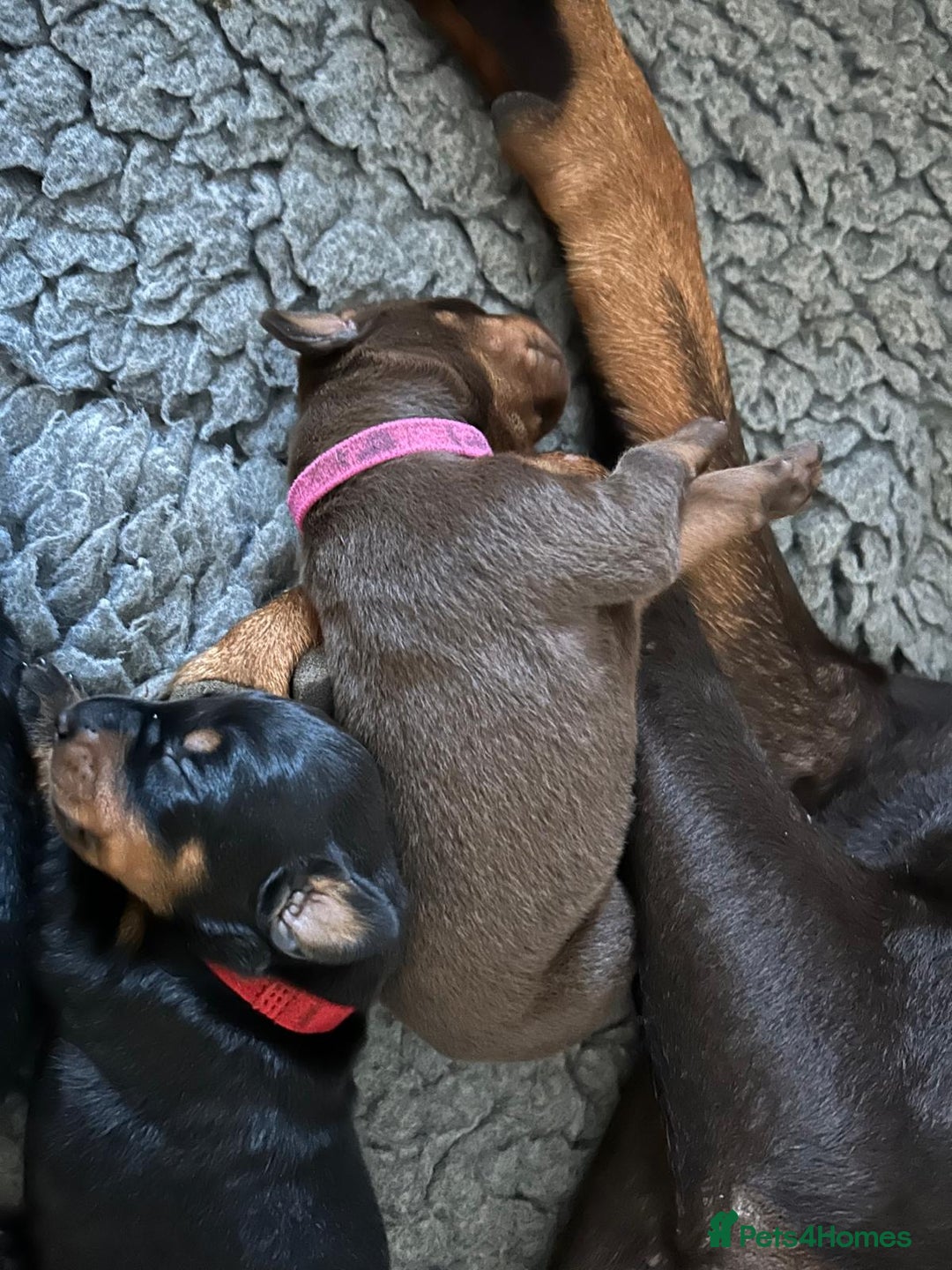 Dobermann dogs for sale: Outstanding KC Reg Dobermann puppies - Image 7