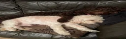 Cockapoo dogs for stud: Proven chocolate Cockapoo STUD - Advert 7