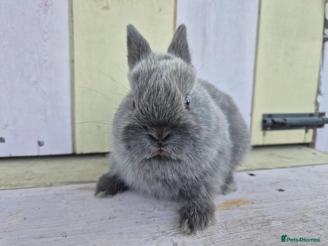 Netherland Dwarf rabbits for sale: 💜 Blue and sable netherland dwarfs babies 💜 - Advert 1