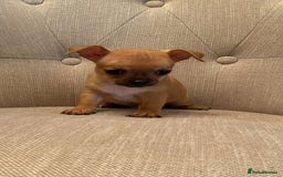 Chihuahua dogs for sale: Tiny Brown Chihuahua boy  - Image 1