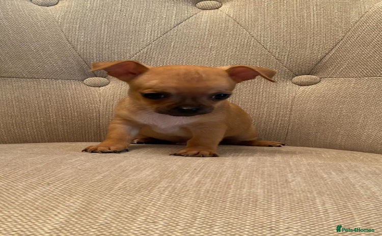 Chihuahua dogs - Advert 1