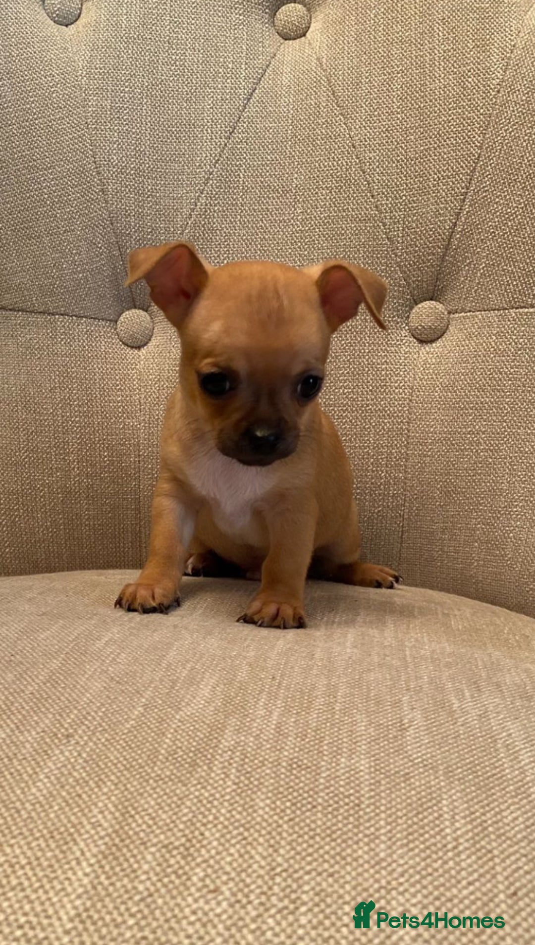 Chihuahua dogs for sale: Tiny Brown Chihuahua boy  - Image 1