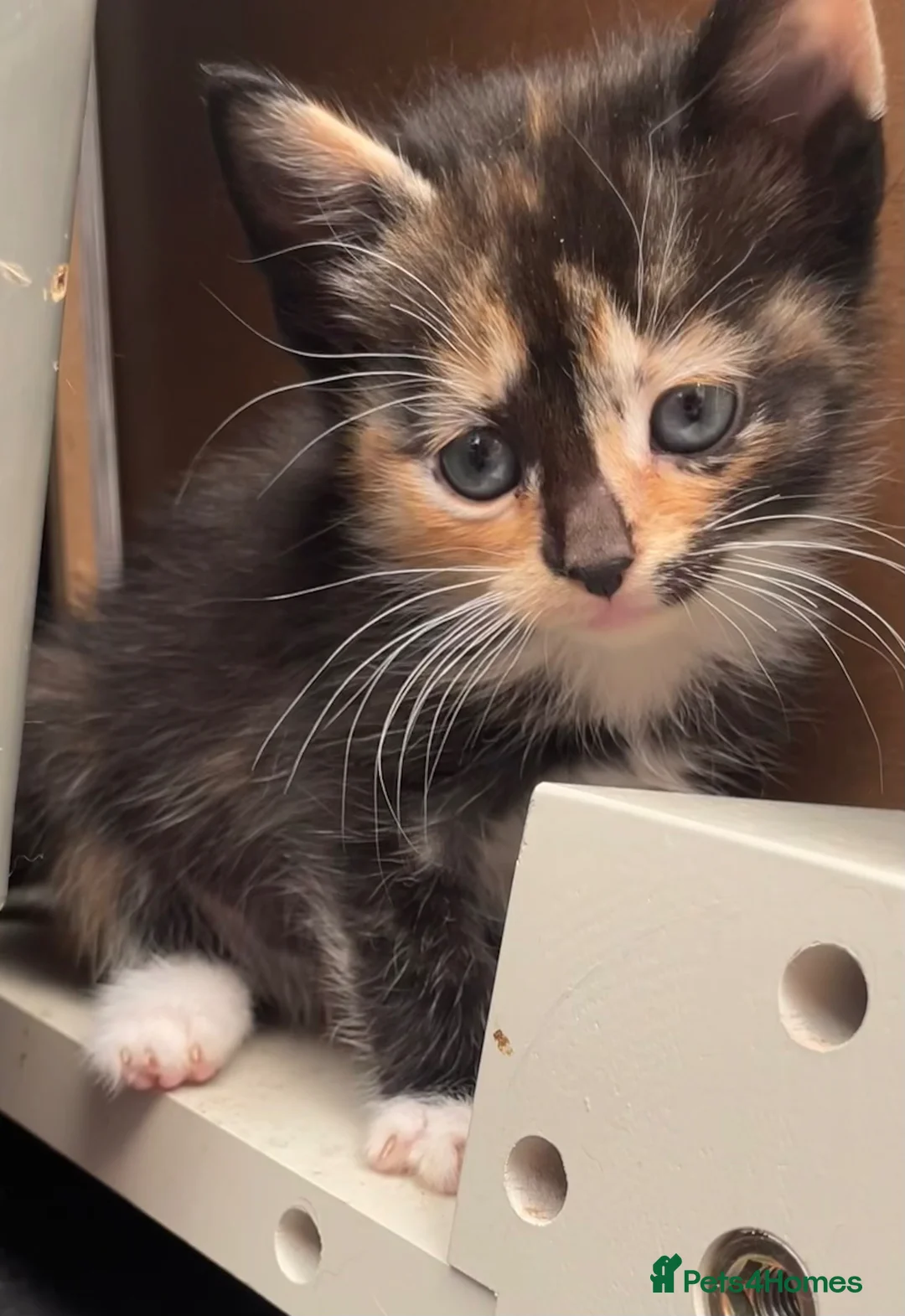 Mixed Breed cats for sale: Tabby X Bengal Kittens  - Advert 2