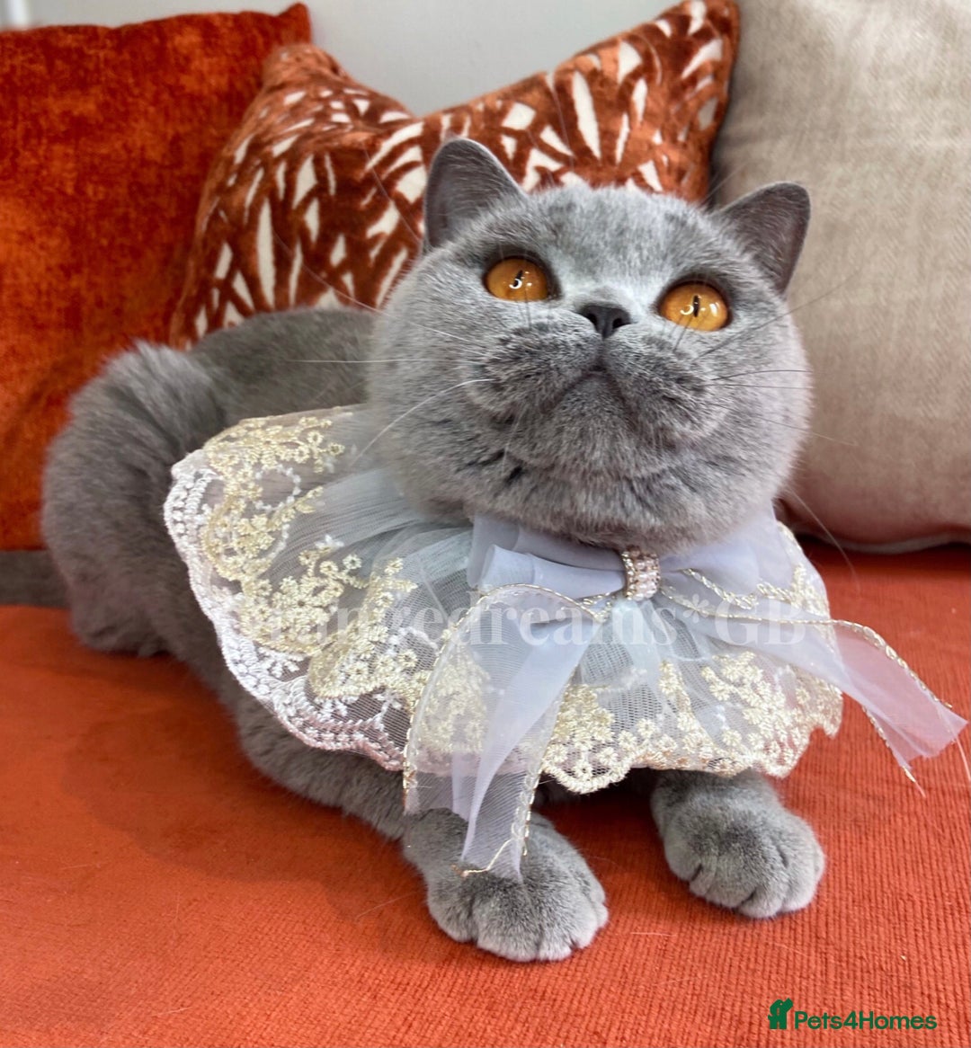 British Shorthair cats for sale: British shorthair blue female - Image 1