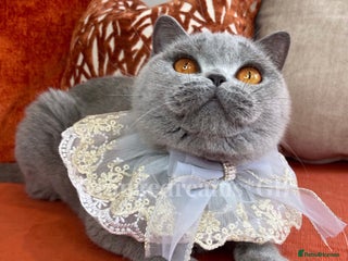 British Shorthair cats - Advert 1