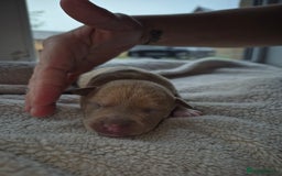 Mixed Breed dogs for sale: Red nose pittie cross cane corso cross blue staffy - Image 4