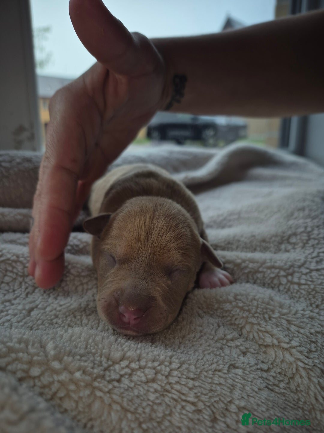 Mixed Breed dogs for sale: Red nose pittie cross cane corso cross blue staffy - Image 4