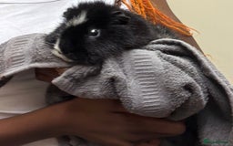 Guinea Pig rodents for sale: 3 male guinea pigs with cage,food and lots of heys - Image 4