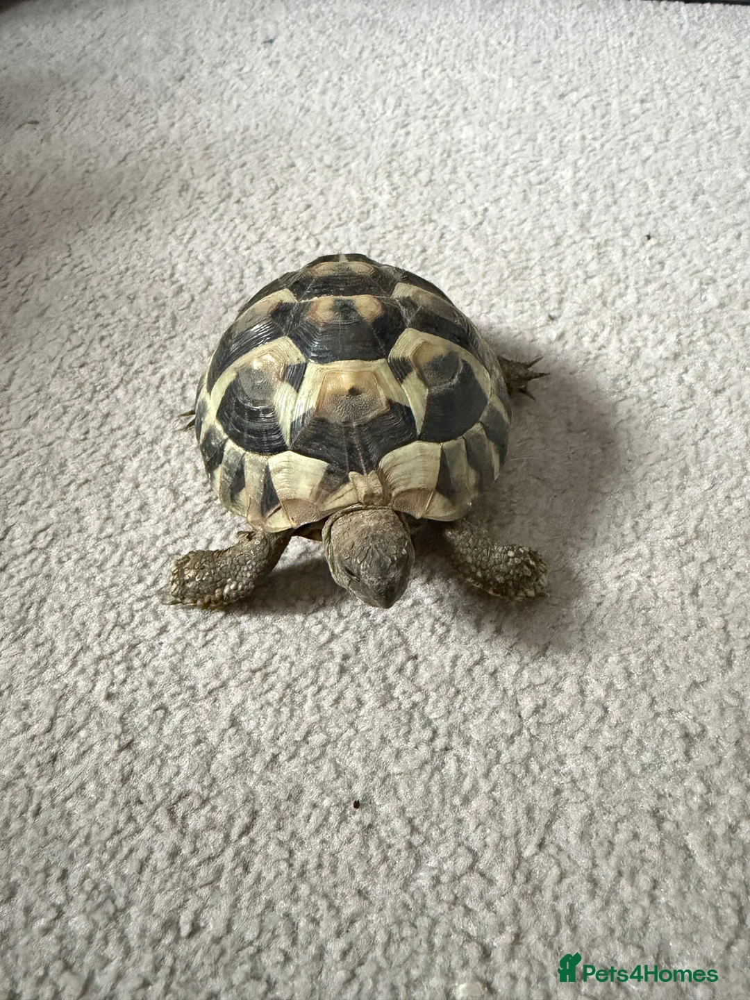 Tortoise reptiles for sale: 2 x hermann tortoises with complete set up  - Advert 2