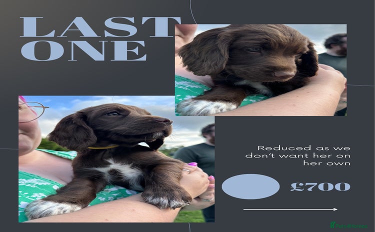 Sprocker dogs - Advert 6