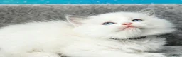Ragdoll cats for sale: blue bicolour boys and girls available  - Advert 4