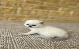 British Shorthair cats for sale: PEDIGREE BRITISH SHORTHAIR KITTENS COLOURPOINT - Image 19
