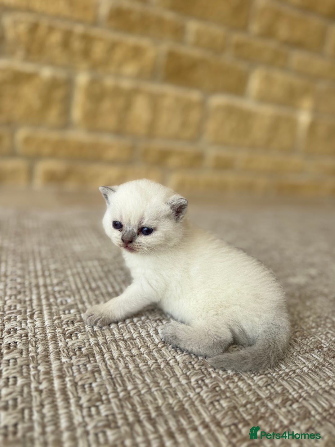 British Shorthair cats for sale: PEDIGREE BRITISH SHORTHAIR KITTENS COLOURPOINT - Image 19