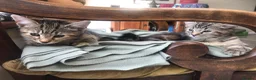 Mixed Breed cats for sale: Two beautiful kittens for sale - Advert 6