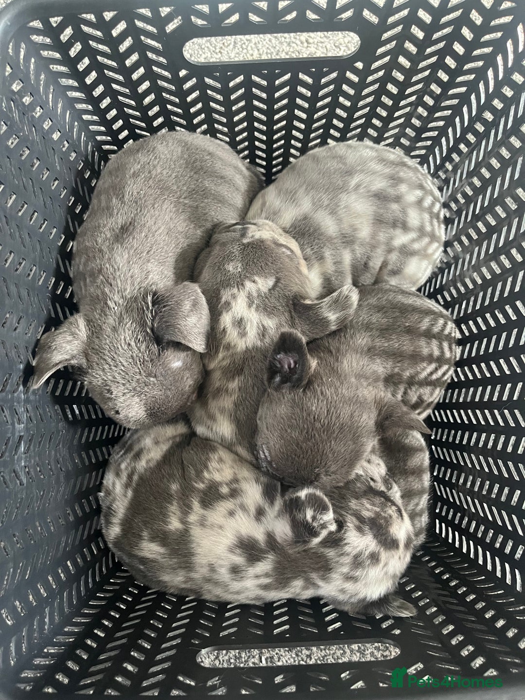 French Bulldog dogs for sale: Lilac carrying fluffy  - Advert 9