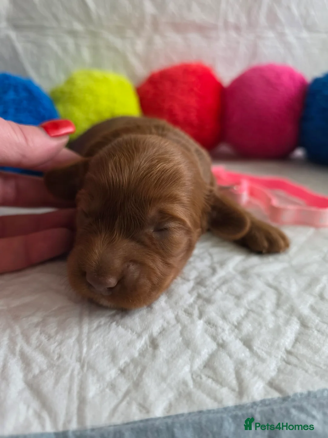 Australian Labradoodle dogs for sale:  👑 Multigen Toy Bred Australian Double Doodles 👑 - Advert 25