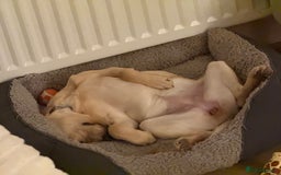 Labrador Retriever dogs for sale: Cream Labrador Retriever Puppy  - Image 8