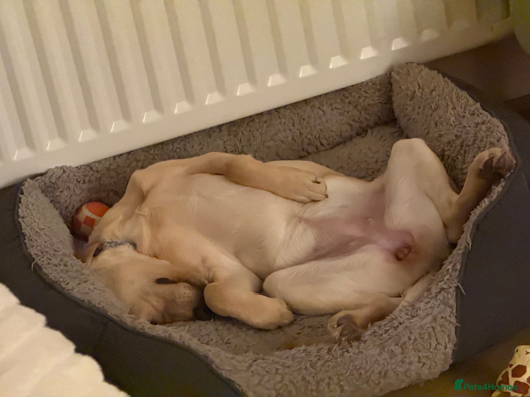 Labrador Retriever dogs for sale: Cream Labrador Retriever Puppy  - Image 8