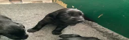Flat coated Retriever dogs for sale: Working flat coated retrievers  - Advert 6