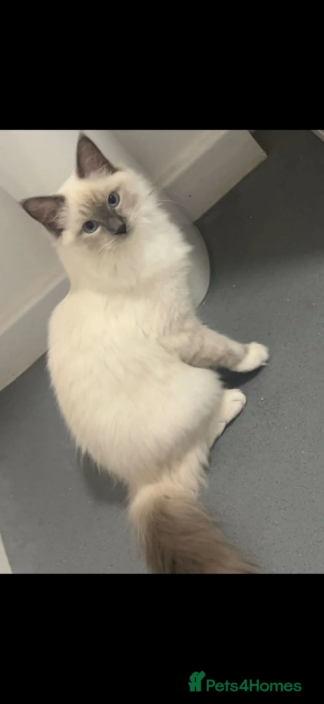 Ragdoll cats for sale: Beautiful ragdoll kittens  - Advert 26