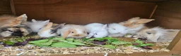 Lionhead rabbits for sale: Lion Lop babies (4 left) READY NOW - Advert 1