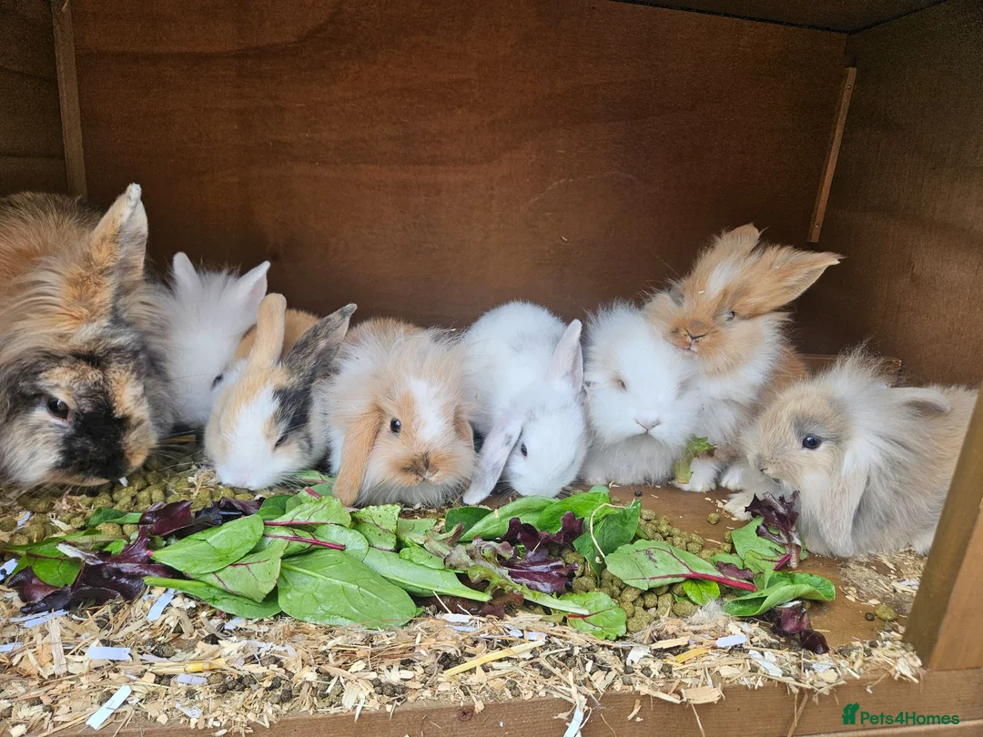 Lionhead rabbits for sale: Lion Lop babies (4 left) READY NOW - Advert 1