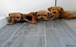 Miniature Dachshund dogs for sale: Miniature Dachshund Puppies - Image 1