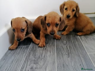 Miniature Dachshund dogs - Advert 14