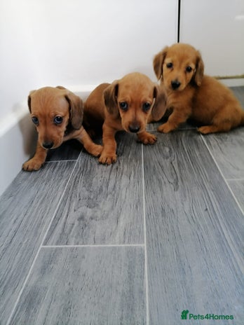 Miniature Dachshund dogs - Advert 1