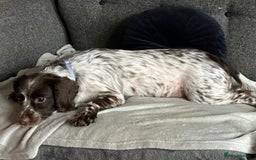 English Springer Spaniel dogs for adoption: DAISEY THE SPRINGER & WINNIE THE LABRADOR X PARSON - Image 7