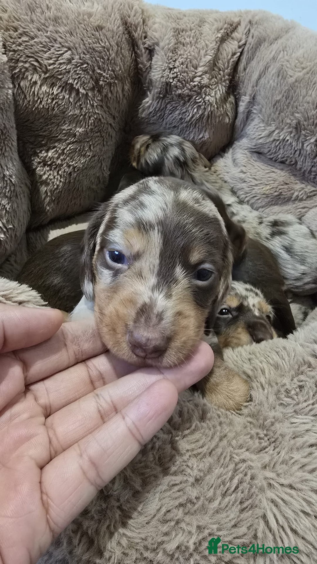 Miniature Dachshund dogs for sale: ❤️Longhair and wirehair sausages❤️ - Advert 4