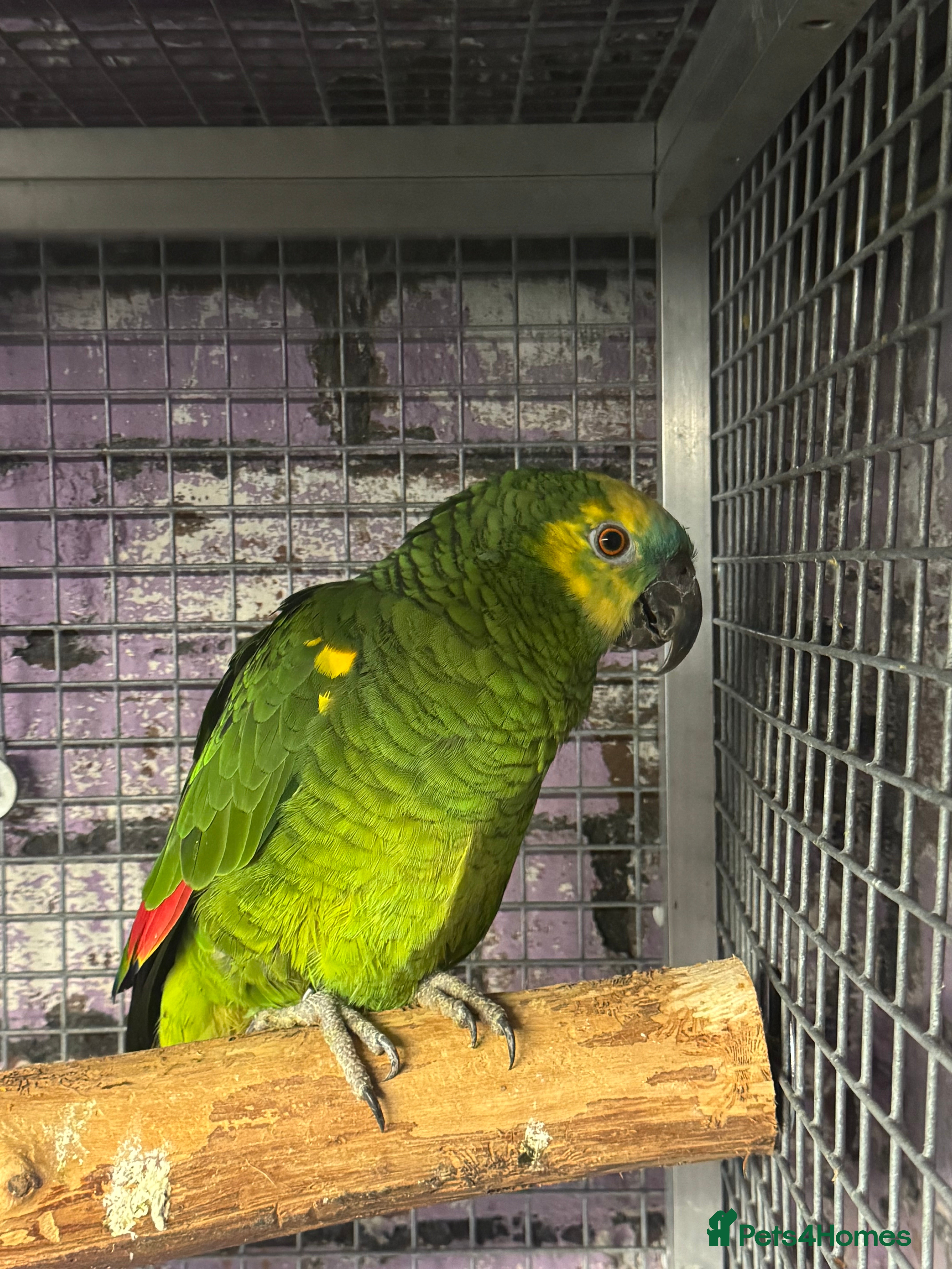 Mixed Breed birds Blue Front Amazon Parrot - Advert 5