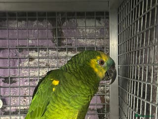 Mixed Breed birds Blue Front Amazon Parrot - Advert 5