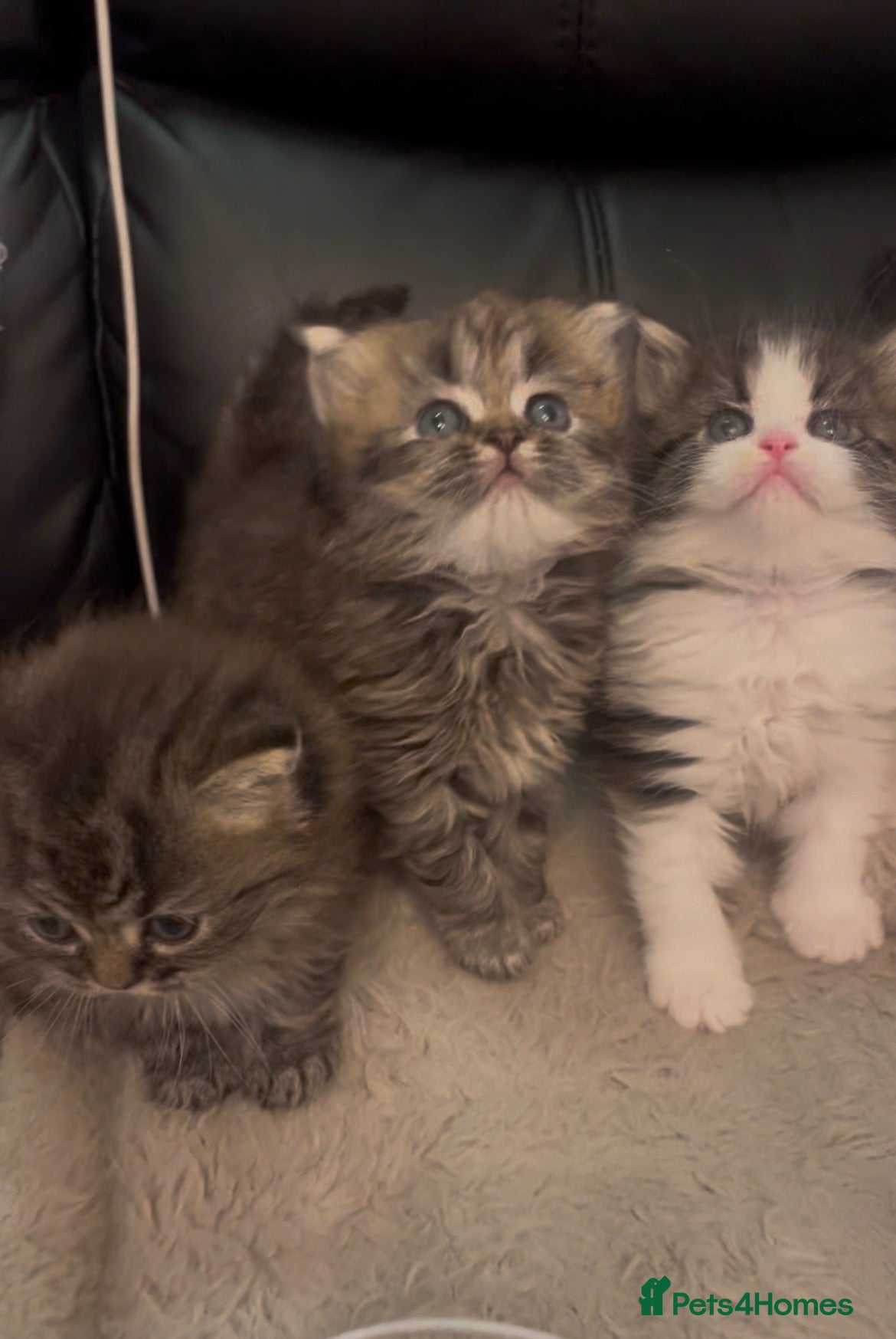 Persian cats Stunning pure Persian babies - Advert 1