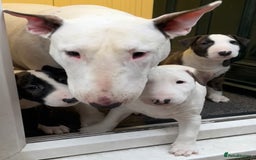 Bull Terrier dogs for sale: English Bull Terrier pups - Image 7