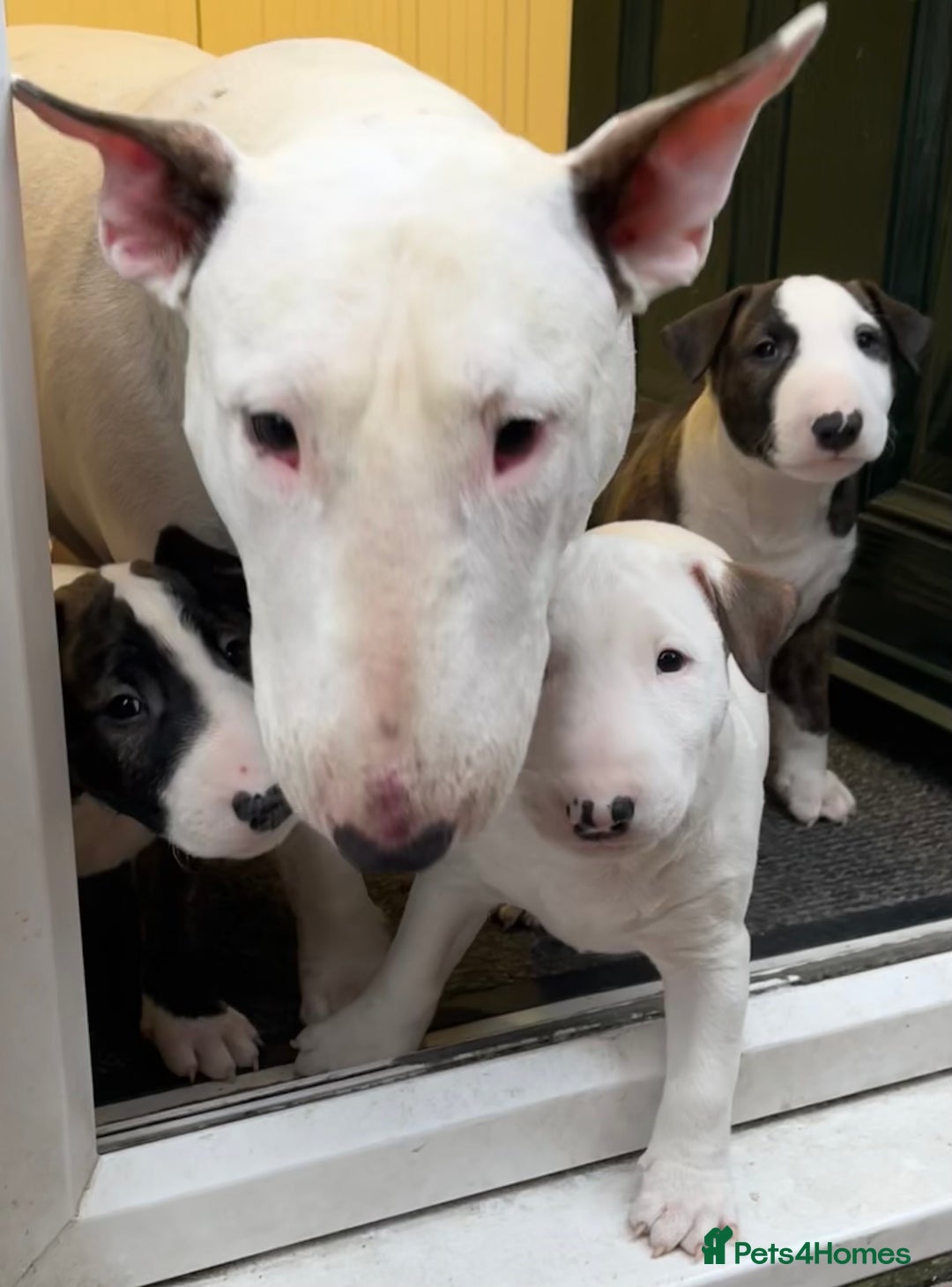 Bull Terrier dogs for sale: English Bull Terrier pups - Image 7