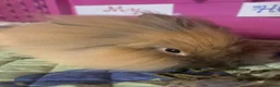 Lionhead rabbits for sale: 5 month lion head boy  - Advert 3