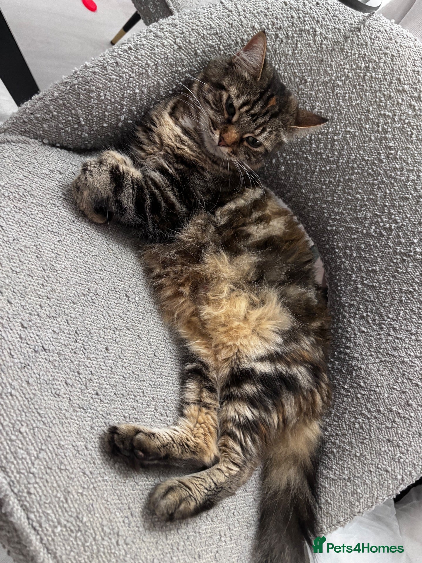 Mixed Breed cats Lovely kittens  - Advert 6