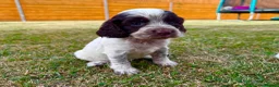 Cockapoo dogs for sale: Beautiful Cockapoo Babies 🐾🐾🐾 - Advert 16