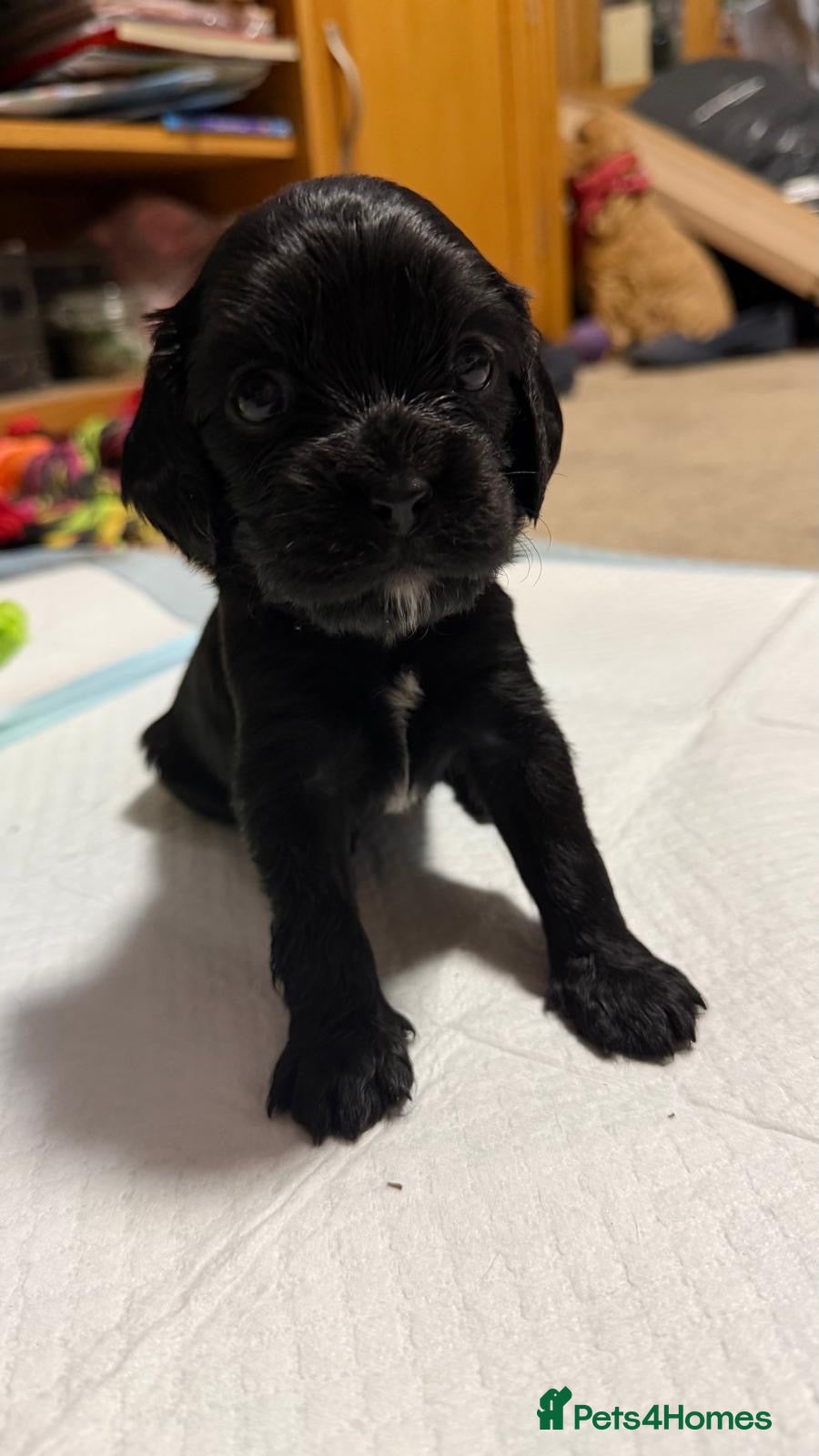 Cockalier dogs Cocker spaniel - Advert 1