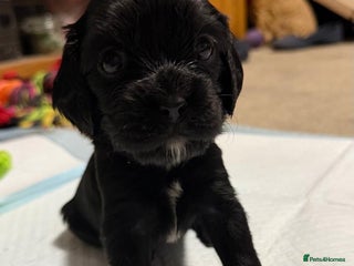 Cockalier dogs Cocker spaniel - Advert 1