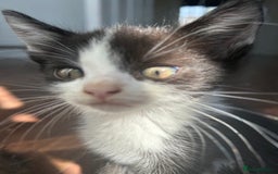 Mixed Breed cats for sale: Kittens for sale - Image 2