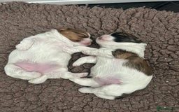 Shihpoo dogs for sale: Beautiful Red and White Parti Shipoo Girls  - Image 10