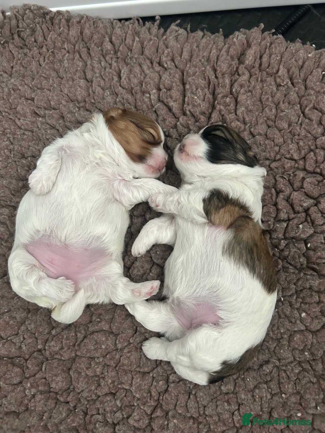 Shihpoo dogs for sale: Beautiful Red and White Parti Shipoo Girls  - Image 10